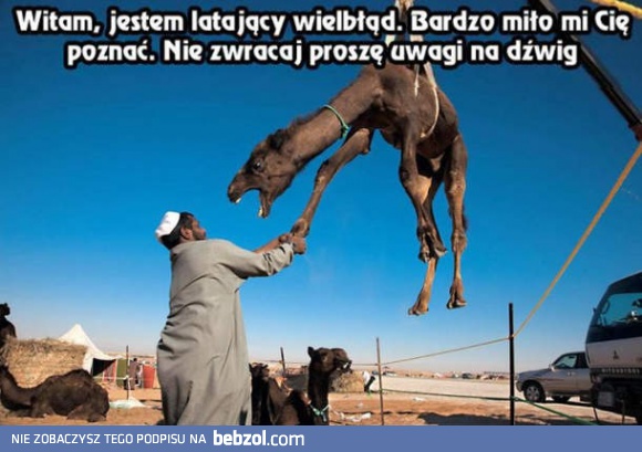 Latający wielbłąd