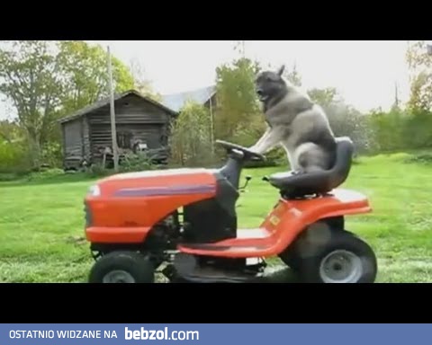 Gdy zwierzęta spotykają się z ludzką technologią