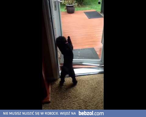 Pies otwiera drzwi kumplowi