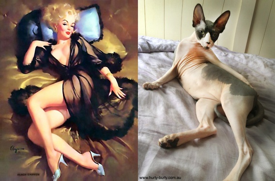Koty pozujące jak dziewczyny Pin-up (14 zdjęć)
