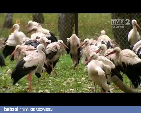 Między nami zwierzętami - Abelard Giza & Kacper Ruciński