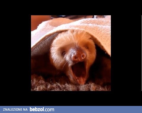 Najlepsze Vine'y października