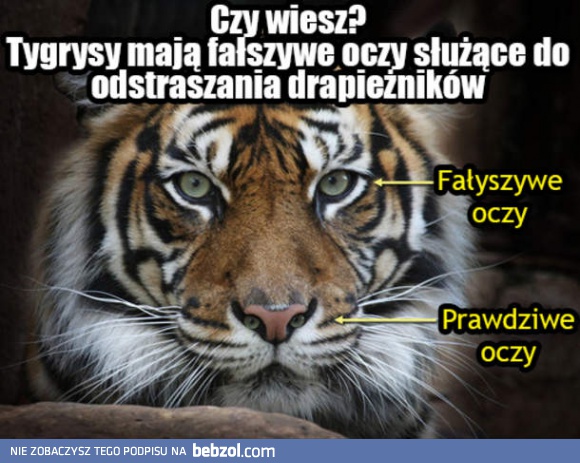 Fakt o tygrysach