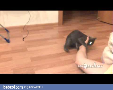 Bardzo uparty kociak