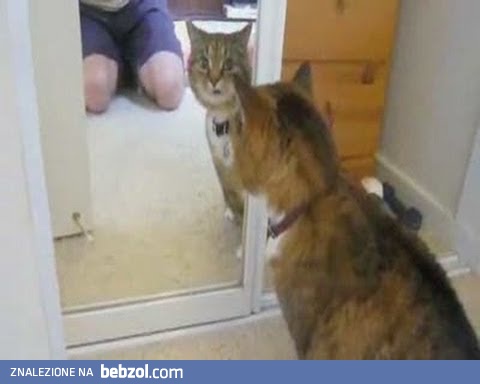 Zwierzęta vs lustra