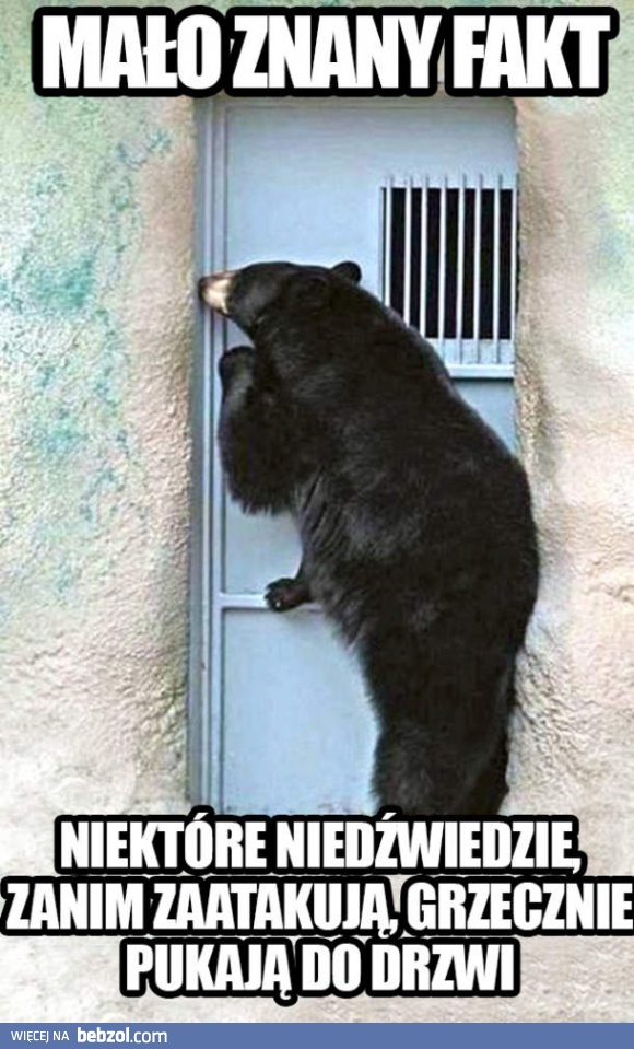 Mało znany fakt o niedźwiedziach