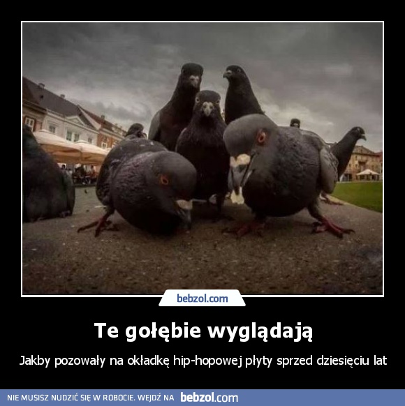Te gołębie wyglądają
