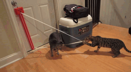 Sadysta męczy kota! 