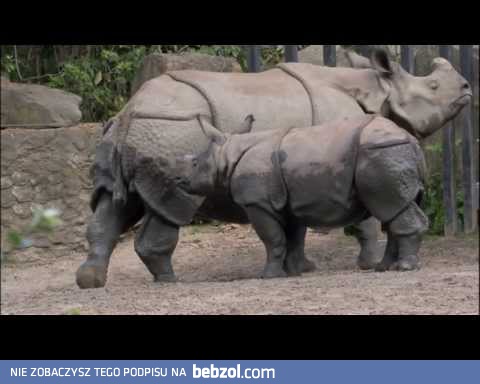Kacper Ruciński - Dubbing zwierzątek