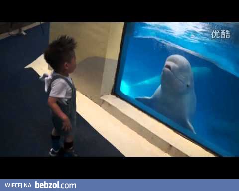 Mały waleń chce się bawić