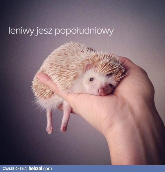 Bardzo leniwy jesz popołudniowy