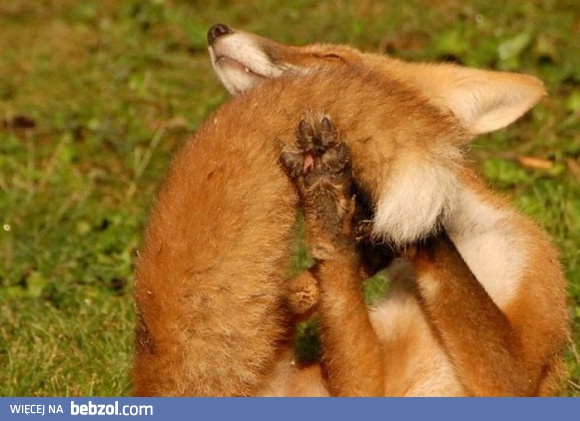 Ogon... Taki puszysty!