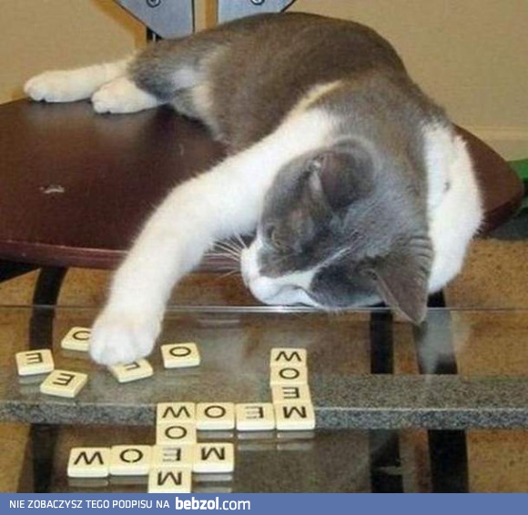 Kocie Scrabble