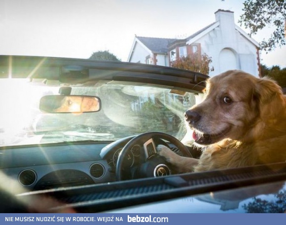 Wsiadaj, jedziemy po karmę!