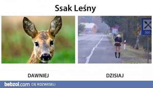 Ssak leśny