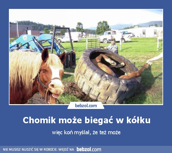 Chomik może biegać w kółku