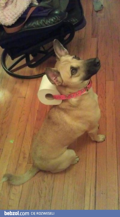 Pies z misją ratunkową