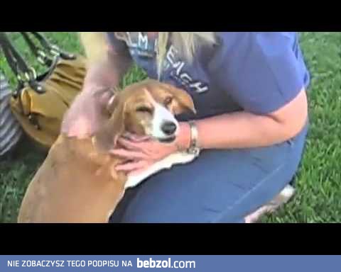 Bardzo stęskniony pies