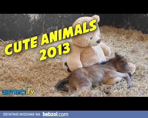Bardzo słodkie zwierzaki