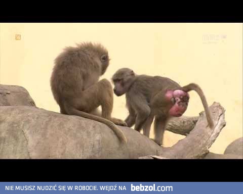 Kacper Ruciński - Dubbing zwierzątek, odc. 6