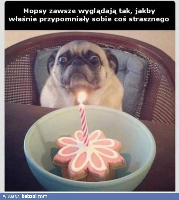 Mopsy zawsze wyglądają jak...