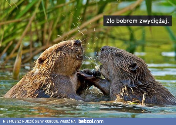 Bobro