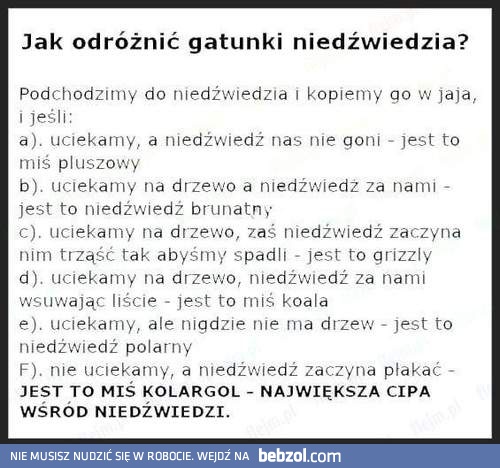 Jak odróżnić gatunki niedźwiedzia