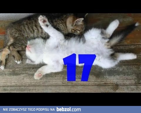Śmieszne koty #17