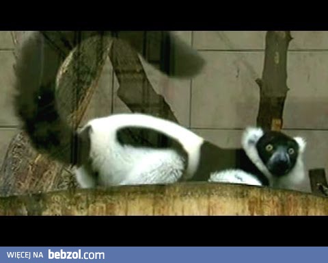 Kacper Ruciński - dubbing zwierzątek, odc. 7