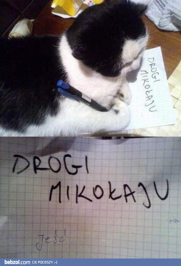 Kot i jego list do Mikołaja