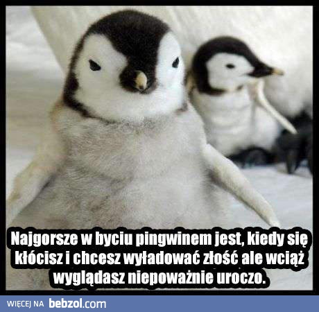 Najgorsze w byciu pingwinem jest to, że...