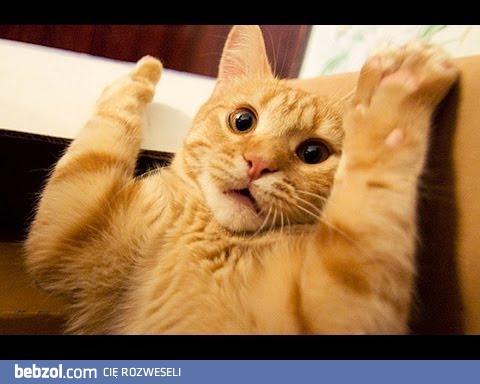 Wystraszone koty - kompilacja