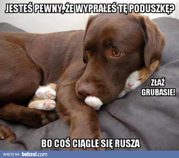 Wyprałeś tę poduszkę?