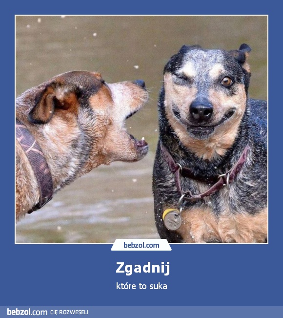 Zgadnij