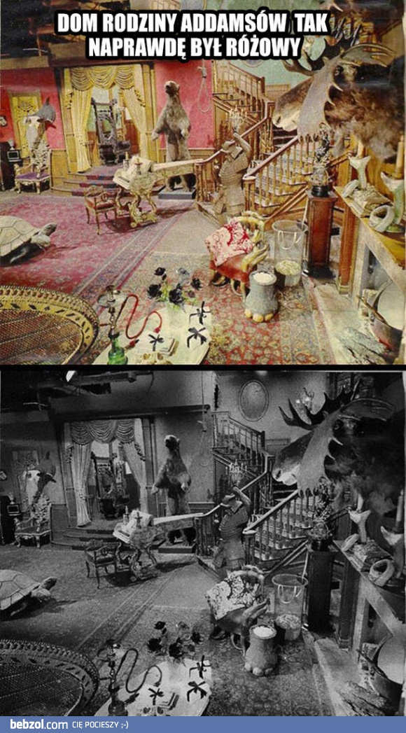 Kolorowy dom rodziny Adamsów