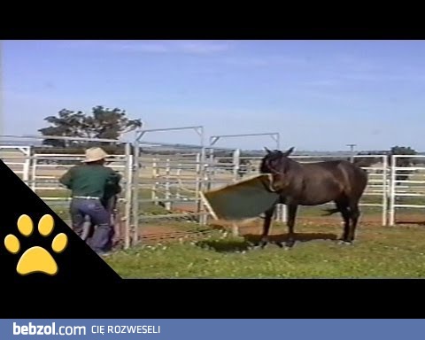 Bier tę szmatę, nie będę cię woził