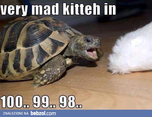 Baardzo zły kot za 100.. 99... 