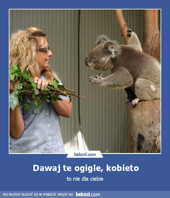 Dawaj te ogigle, kobieto