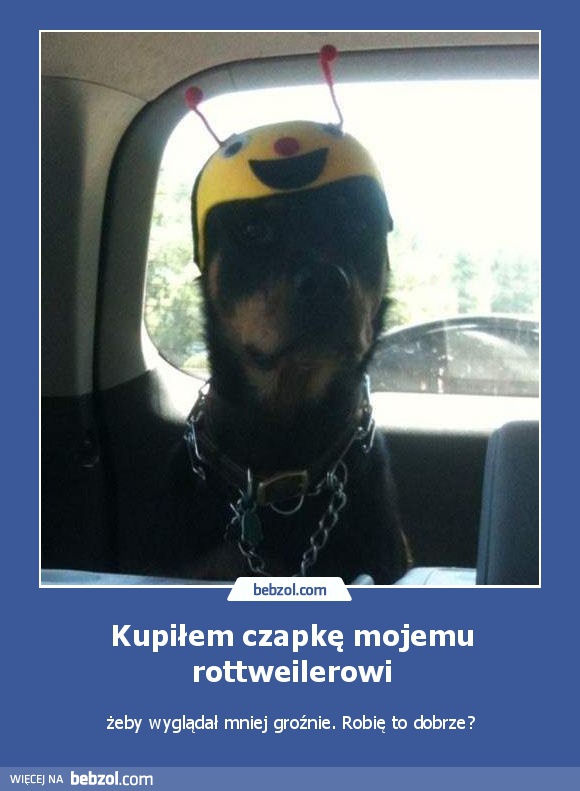 Kupiłem czapkę mojemu rottweilerowi