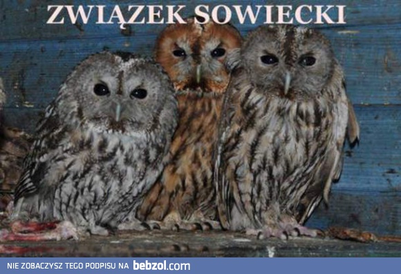 Związek sowiecki
