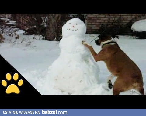 Psy, sanki i bałwany