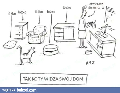 Kot domowy