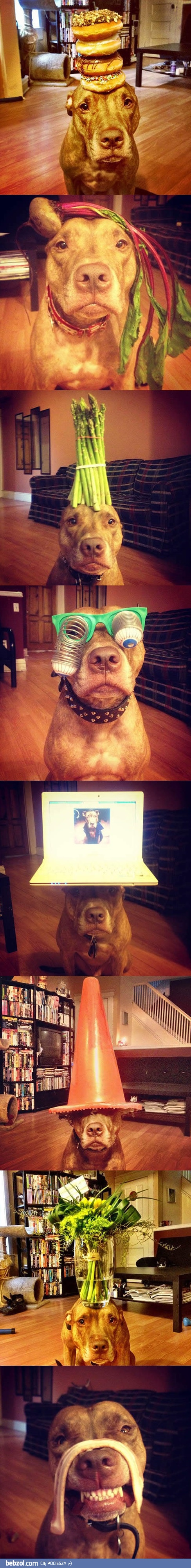 Baaardzo cierpliwy piesek