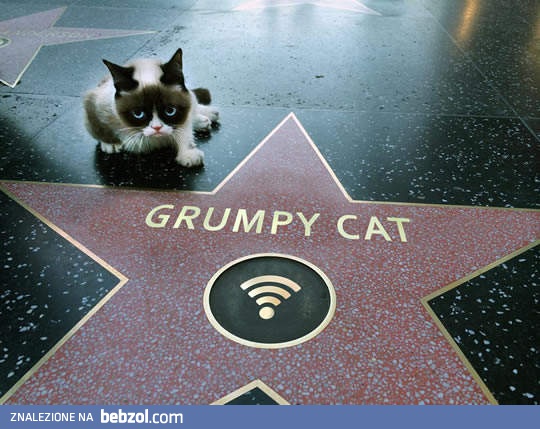Nawet Grumpy ma swoją gwiazdkę