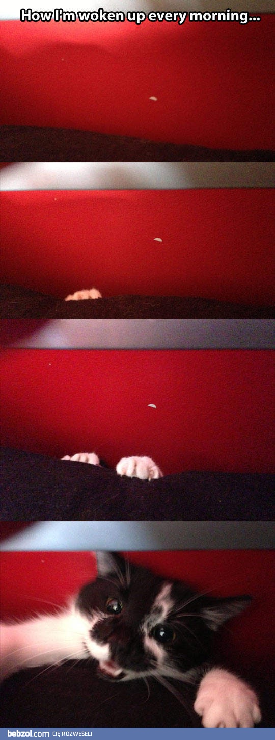 Jak jestem budzony każdego dnia