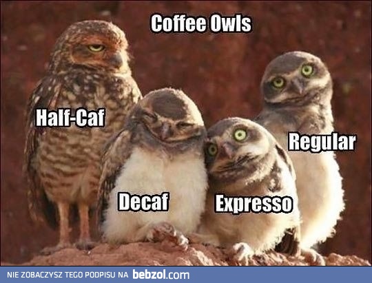 Coffee owls