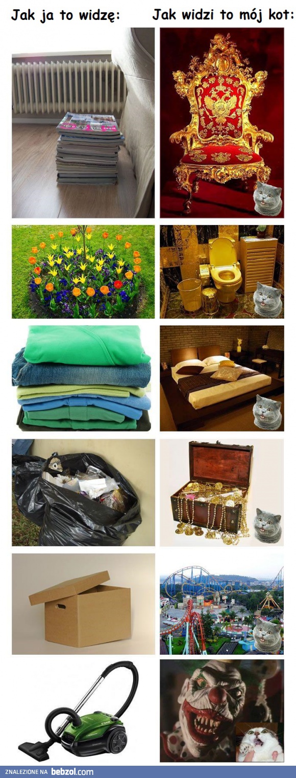 Z punktu widzenia kota