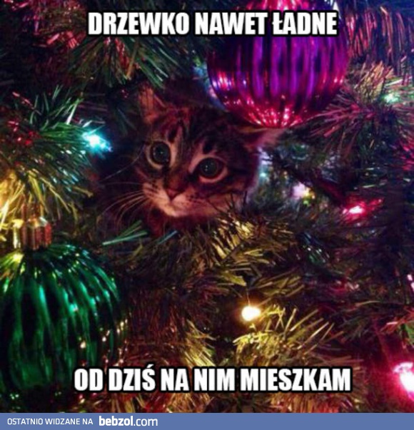 Ładne drzewko, przejmuję