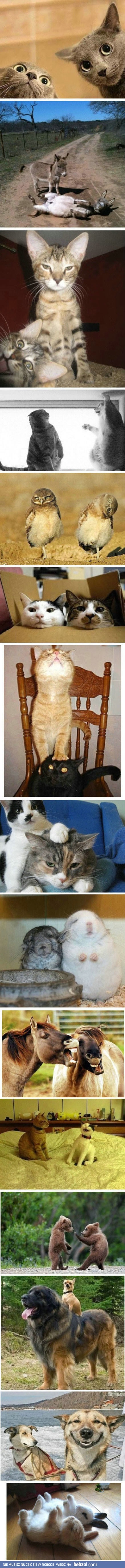 Bo każdy z nas ma głupiego przyjaciela