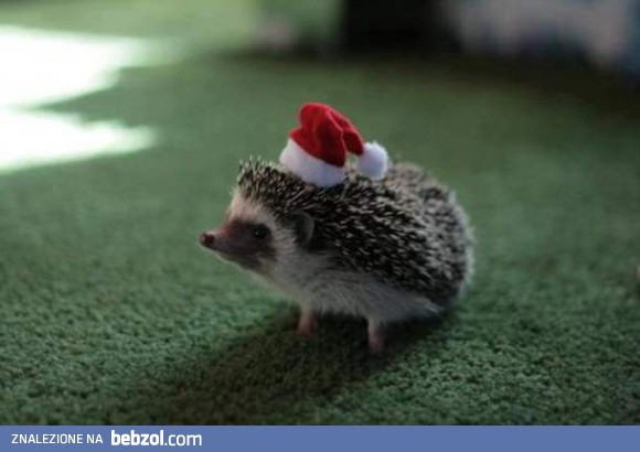 Świąteczny jeżyk